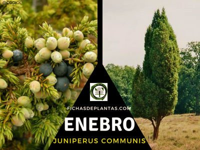 Enebro, Juniperus communis | Descripción y Propiedades