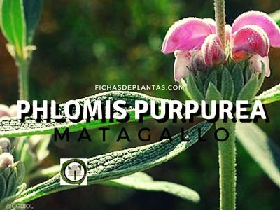 Matagallo, Phlomis purpurea