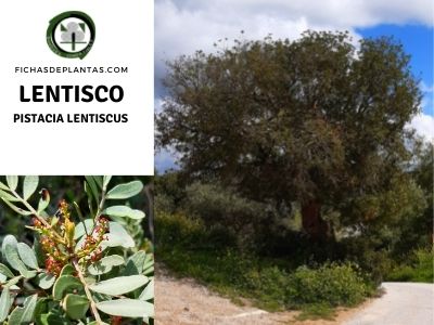Lentisco, Pistacia lentiscus | Descripción Botánica y Propiedades