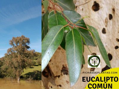 Eucalyptus o Eucalipto