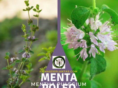 Menta Poleo, Mentha pulegium | Descripción y Propiedades