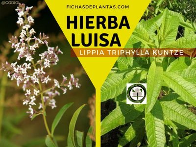 Hierba Luisa Planta Medicinal