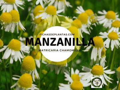 Manzanilla, Matricaria chamomilla