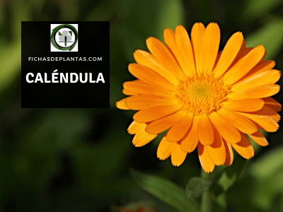 Caléndula, Calendula officinalis
