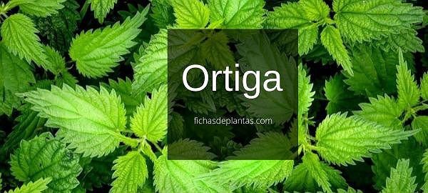 Ortiga, Urica dioica