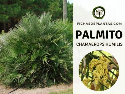 Palmito, Chamareops humilis