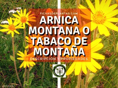 Arnica montana o Tabaco de Montaña