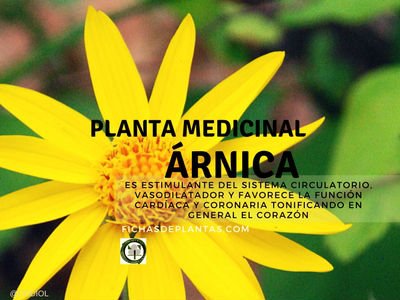 arnica-planta-medicinal