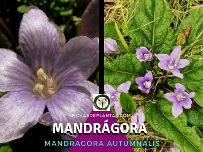 Mandrágora Planta Solanacea