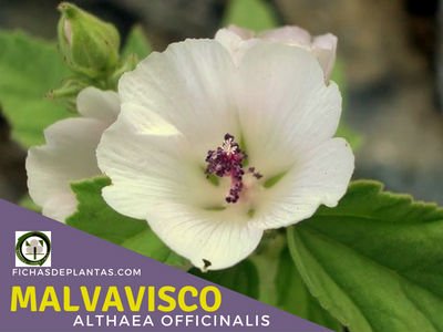 Malvavisco, Althaea officinalis | Descripción y Propiedades Medicinales