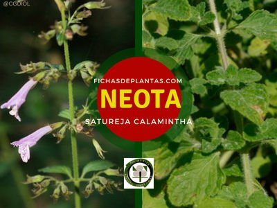 Neota, Satureja calamintha | Descripción y Propiedades