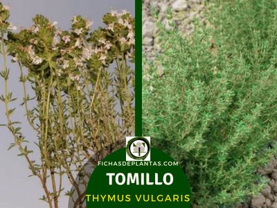 Tomillo Planta Medicinal