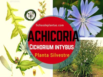 Achicoria Planta Silvestre