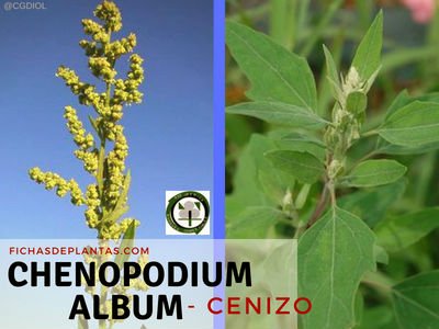 Cenizo, Chenopodium album | Descripción y Propiedades