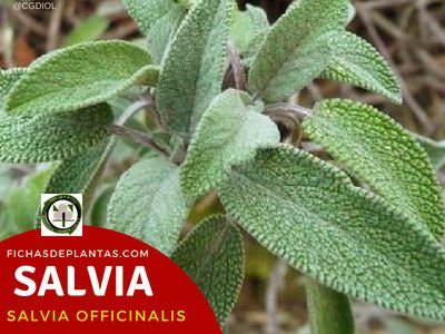 Salvia, Salvia officinalis | Descripción y Propiedades