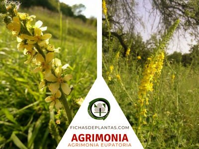 La Agrimonia, Agrimonia eupatoria | Fichas de Plantas