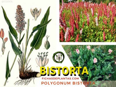 Bistorta, Polygonum bistorta | Descripción y Propiedades Medicinales