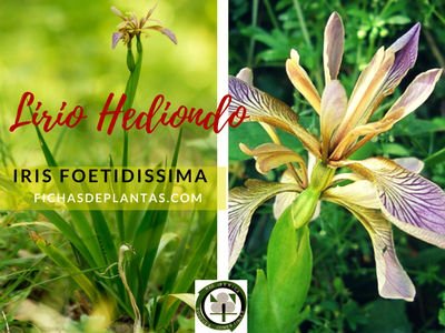 Lirio Hediondo, Iris foetidissima | Descripción y Propiedades