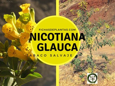 TABACO MORUNO, Nicotina Glauca | Fichas de Plantas