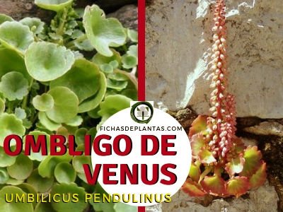 Ombligo de Venus o Umbilicus pendulinus | Fichas de Plantas