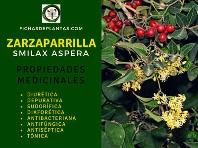 ZARZAPARRILLA, Smilax aspera Fichas de Plantas