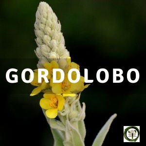 Gordolobo, Planta Medicinal