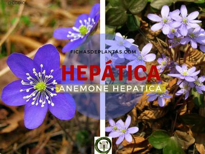 Hepática, Anemone hepatica | Fichas de Plantas Medicinales
