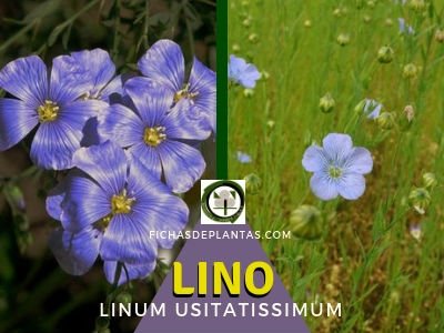 Lino Planta Medicinal