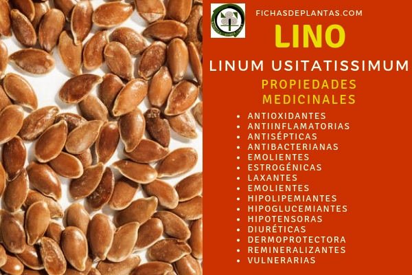Lino Propiedades Medicinales