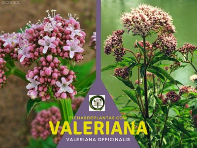 Valeriana Planta Medicinal
