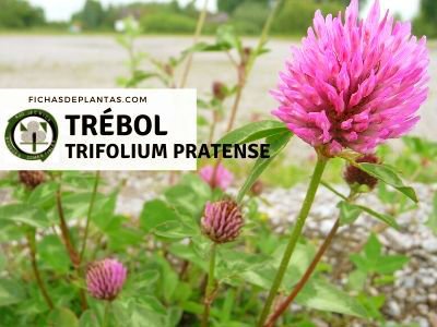 Trébol, Trifolium pratense | Descripción y Propiedades