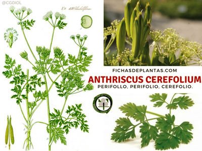Anthriscus cerefolium, Perifollo