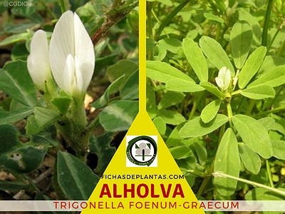 Alholva Planta Medicinal y Comestible