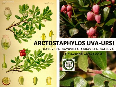 Arctostaphylos uva-ursi, Gayuba