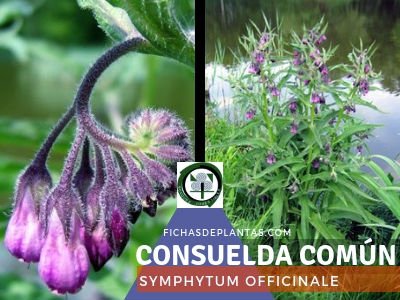 Consuelda común, Symphytum officinale | Descripción y Propiedades