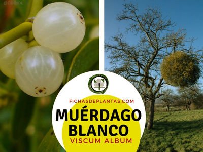Muérdago Blanco Planta Semiparásita