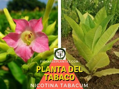 Planta del Tabaco, Nicotina tabacum