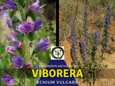 Viborera, Echium vulgare | Ficha y Propiedades Medicinales
