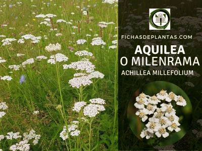 Aquilea o Milenrama, Achillea millefolium- Descripción y Propiedades