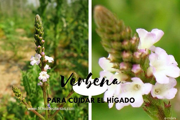 Verbena, Verbena officinalis | Ficha Descriptiva y Propiedades