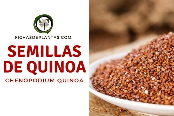 Semillas de Quinoa