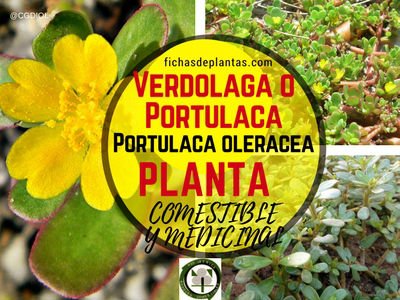 Verdolaga, Portulaca oleracea | Descripción y Propiedades