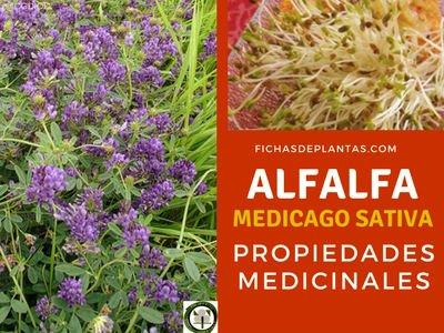 Alfalfa Propiedades Medicinales