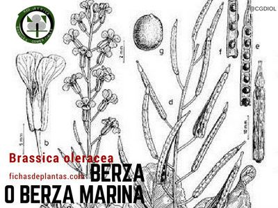 Berza-marina