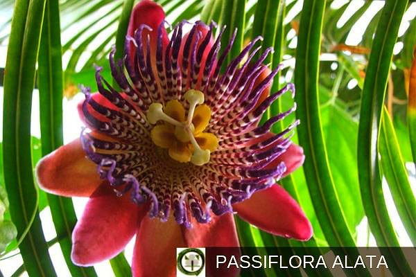 Passiflora Alata, Flor