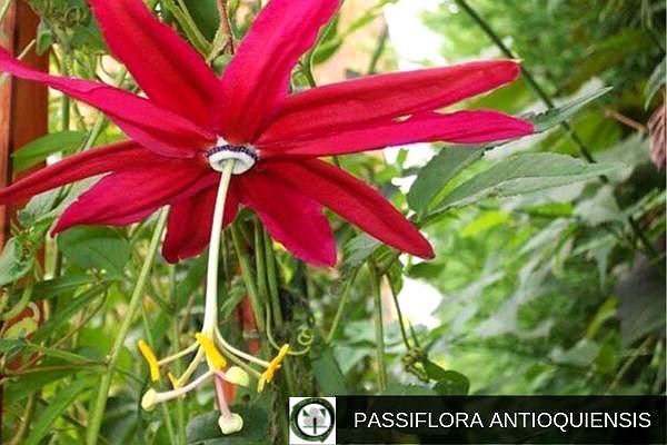Passiflora Antioquiensis, Flor