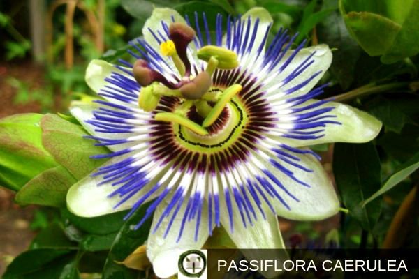 Passiflora Caerulea, Flor