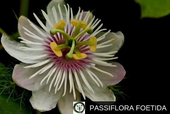 Passiflora Foetida, Flor