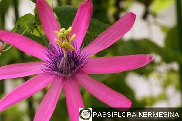 Passiflora Kermesina, Flor