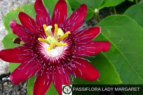 Passiflora Lady Margaret, Flor